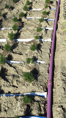 Drought-tolerant and native plants plus a below-ground irrigation system = water savings of more than one million gallons per year. The Gardens were designed to use less than 20 percent of the local water district’s allotment for the property.