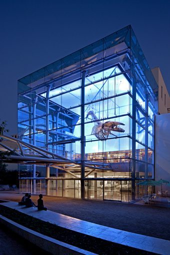MATT construction Natural History Museum Los Angeles Exterior Bridge Front Entrance Night